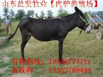 飼養100頭驢的成本預算與投資利潤分析